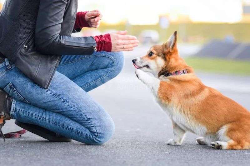 Nên cho chó ăn củ cải được nấu chín để phòng ngừa các rủi ro tiềm ẩn