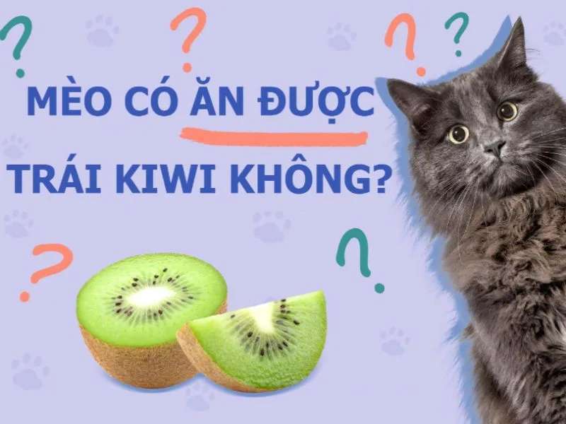 mèo có ăn được kiwi không