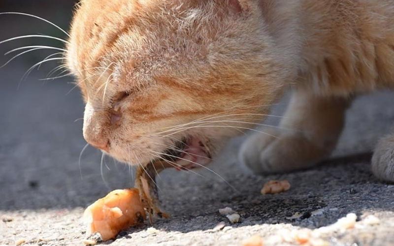 Nếu sau khi ăn táo, mèo bị nôn thì cần đưa mèo đi khám